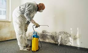 Best Mold Damage Restoration  in Dawson, TX