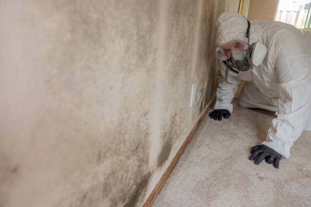 Why You Should Choose Our Mold Remediation Services in Dawson, TX