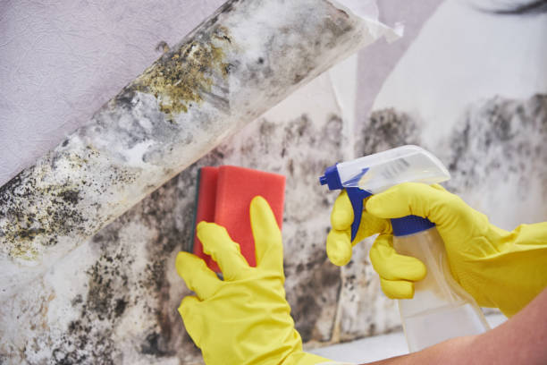 Best Comprehensive Air Testing for Mold Contaminants  in Dawson, TX